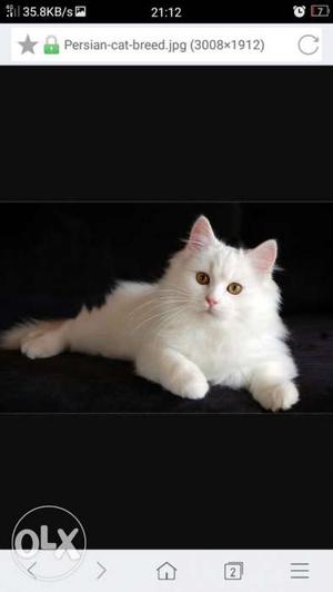 Persian cat, healthy and active