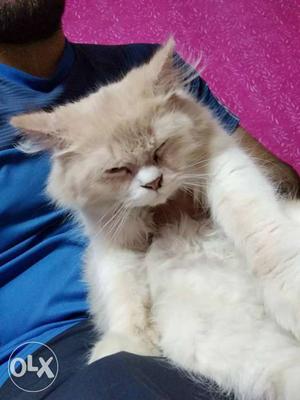 Persian cat only 7 months old