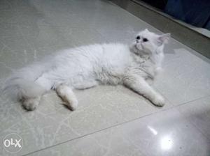 Persian cat semi punched female cat 1.5years old heat comes