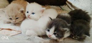 Persian cats kitten available.. home delivery of
