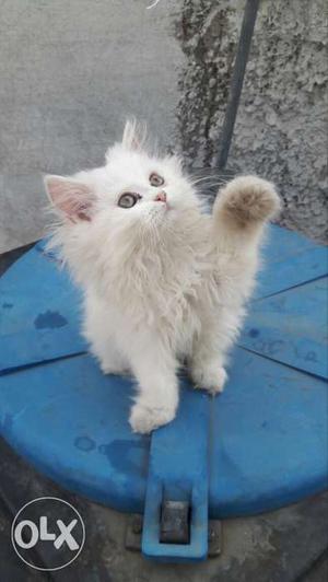 Persian cats kittens available home delivery