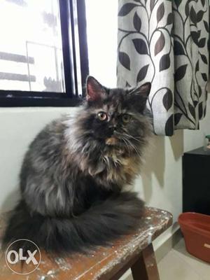 Persian,double coat,six months old, female,doll