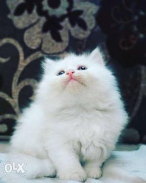 Persian kitten 3 white colour and 1 brown single