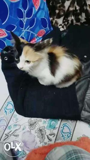 Persian kitten 85dys female cat for sale