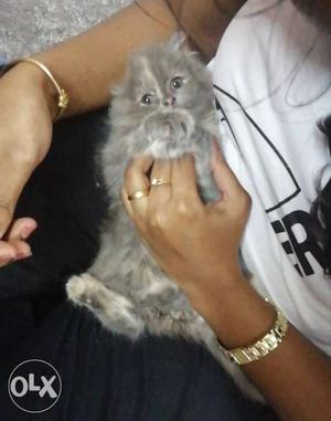 Persian kitten - Grey
