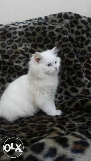 Persian kitten blue eyes.snowwhite.