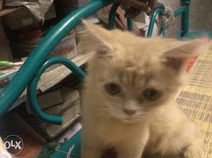 Persian kitten (cat) orange with white