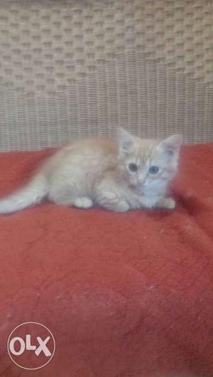 Persian kitten (female) 2 months old... genuine