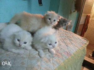 Persian kitten full active health each 