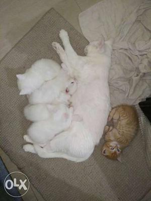 Persian kittens (4 white 1 Golden color) Cost