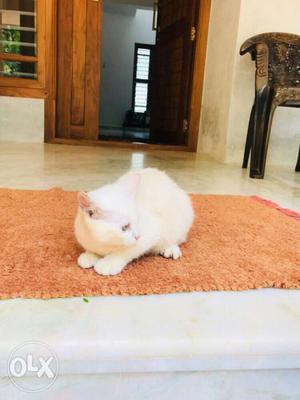 Persian kittens...short fur..white and