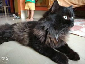 Persian male cat black Slightly Price negotiable.