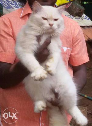Persion cat only mating not for sale