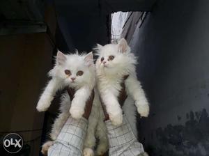 Persion cats available