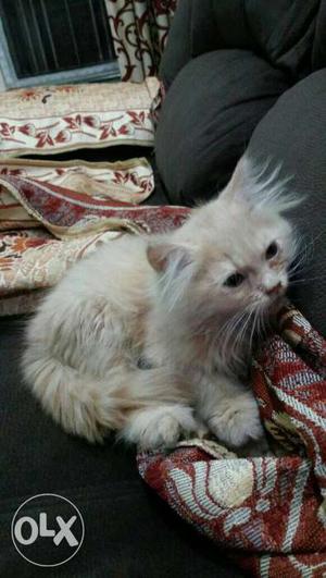 Pretty doll face Persian cat available.Toilet