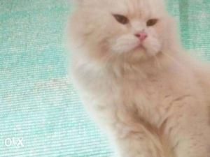 Proven male persian cat Heavy size and long hair type 1.5