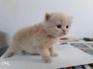 Punch Persian kitty available