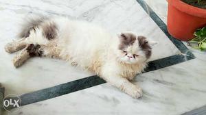 Punch faced Persian male cat of 2 yrs...only