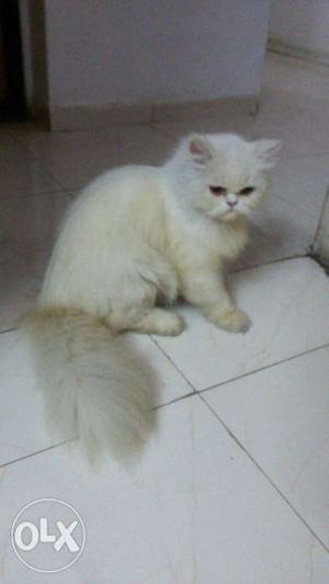 Pure Persian cats available. Dewormed toilet