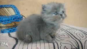 Pure Persian kitten 1 month old male potty