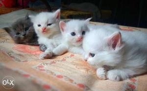 Pure Persian kittens. 1 white Male and 2 white female