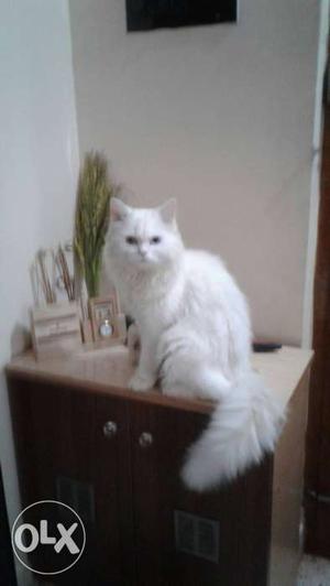 Pure White Persian Cats Male & Female 15 Months
