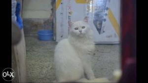 Pure White Persian Pair Available