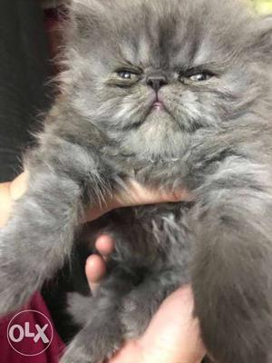 Pure bloodline extreme punch face female kitten,