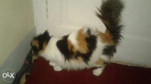 Pure dark calico Persian female cat for sale u