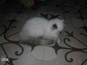Pure himalyan Persian breed home breed deworming