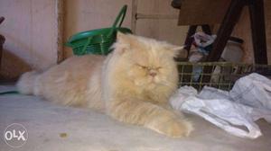 Pure punch face Persian ready to mate double coat