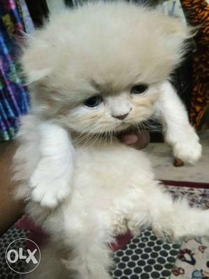 Pure semi punch Persian kittens 40 days old