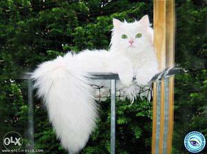 Pure white male perishan cat...blue eyes.. Very