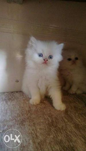 Semi persian kittens for sale