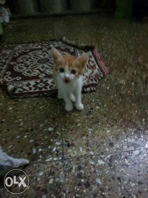 Semi persion croos cat only one available black cat kittan