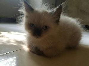 Semis Persian kitten 2 months old