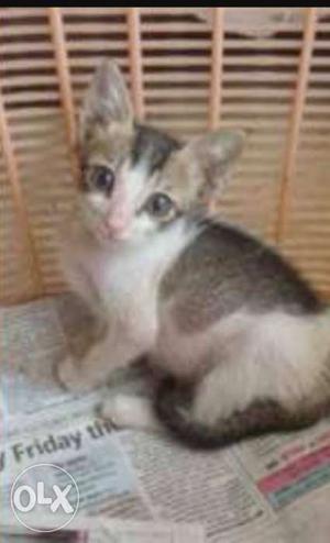 Short-coated Black And White Kitten