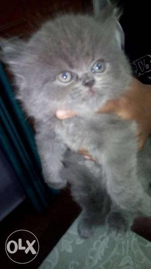 Short-coated Gray Kitten