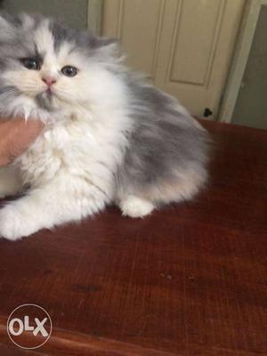 Show quality persians available. we have ver high