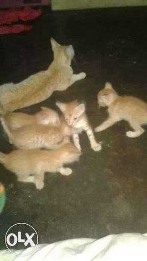 Six Orange Tabby Kittens