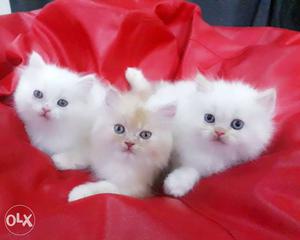 Snow White Pure Persian Blue Eyes Kittens Available for Sale
