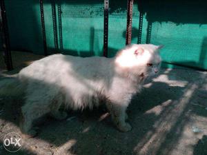 THE EXOTIC's Pure Persian cats for sale. White
