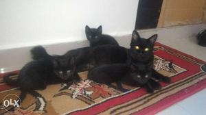 Three Black Kittens And One Black Cat
