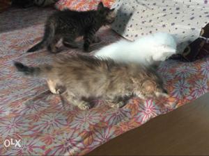 Three Black, White, And Brown Kittens