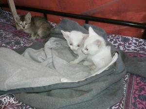 Three Short-fur White-and-brown Kittens