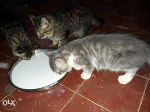 Three Tabby Cats