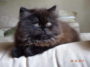 Urgent - Cute 4 months old Persian doll face female kitten