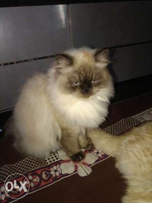 Want to sell my Himalayan male cat