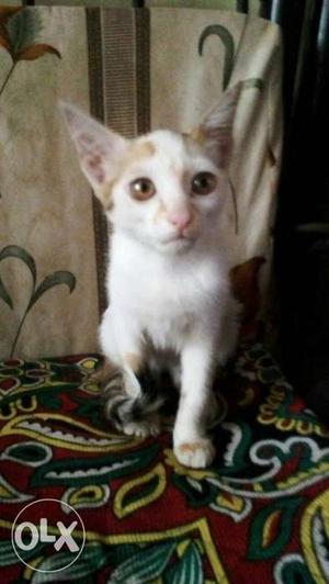 White And Gray Kitten