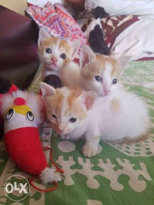 White And Orange Kittens